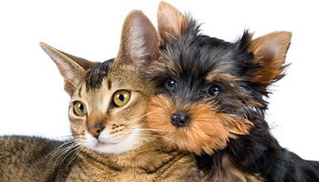 Stop au commerce des animaux domestiques par les particuliers !