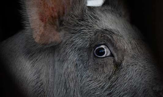 Rendons obligatoire la vidéosurveillance dans les abattoirs, élevages intensifs et laboratoires d’expérimentation animale