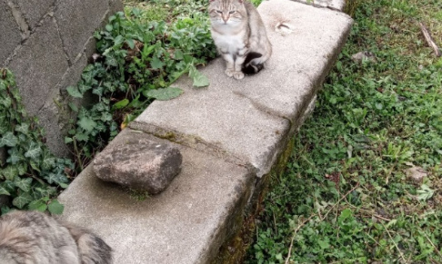 Ville d'Egletons  Corrèze 