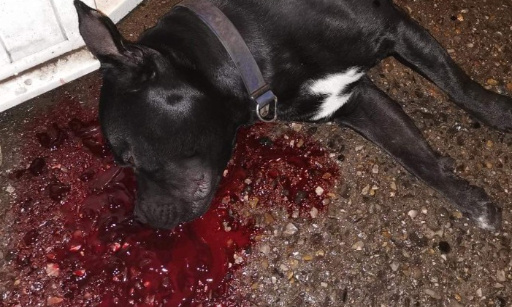 JUSTICE POUR OSLOW, STAFFIE TUÉ PAR UN POLICIER D'UNE BALLE DANS LA TÊTE À SON DOMICILE DE COURRIÈRES (62)