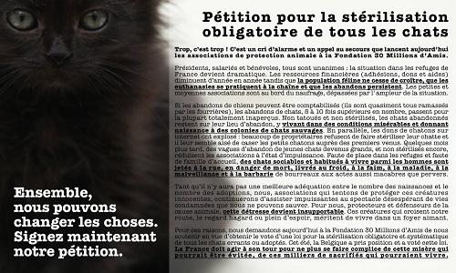 Une urgence : pour la stérilisation obligatoire de tous les chats domestiques et errants en France !