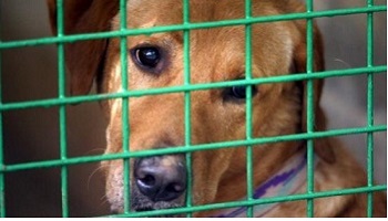 @SophieDessus Uzerche, toujours la honte / Uzerche, always shame