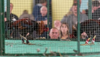 Stop aux combats de coqs