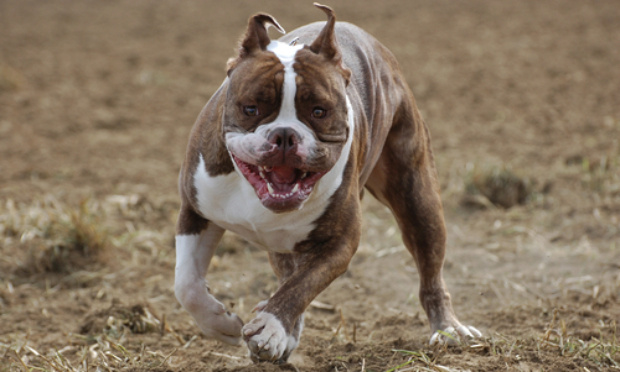 SOS Chiens Dangereux