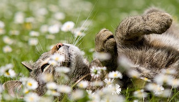 La Coalition Féline - SPA des Chats de Cognac est dans une situation catastrophique