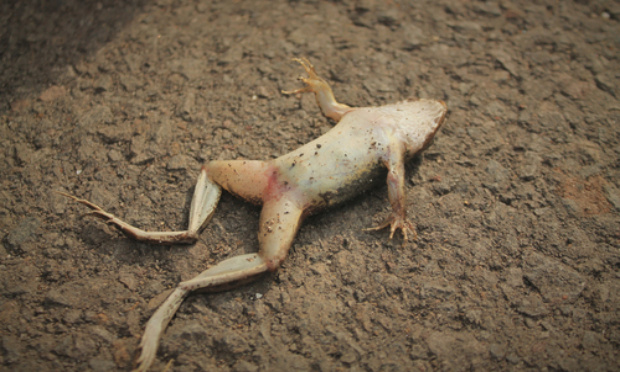 Des grenouilles en hibernation régulièrement enterrées vivantes ! Plus jamais ça !