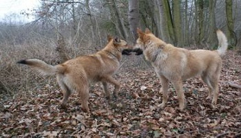 Stop aux délaissements et dénis sur les chiens croisés !
