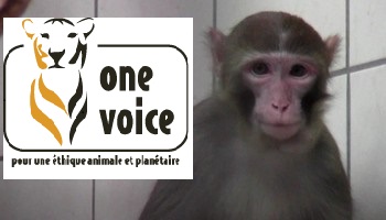 Pour la libération des 7 macaques français détenus en Allemagne