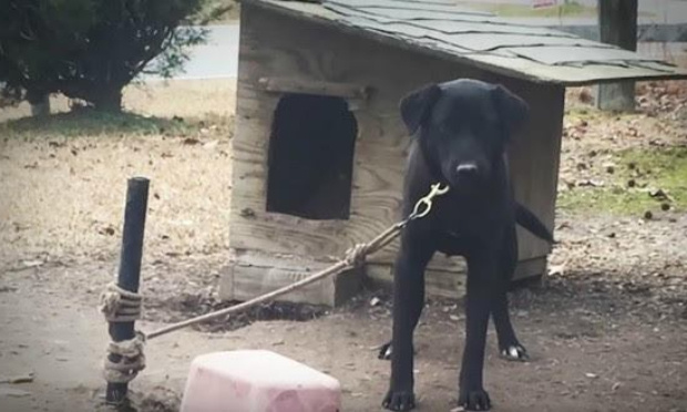 Plus aucun animal ne devrait vivre attaché !