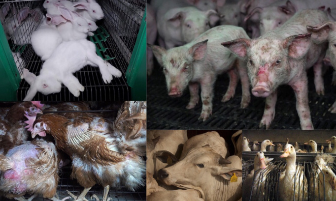 Pour l’abolition définitive des élevages intensifs !