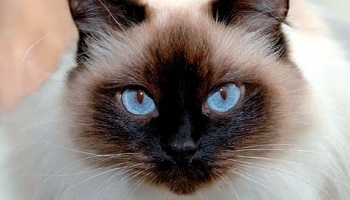 NON aux stérilisations obligatoires, nous refusons les mutilations.