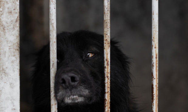 STOP à la maltraitance des chiens sans collier en fourrière ATPA-SPA de Toulouse. STOP à la souffrance physique et morale des chiens enfermés 24h/24h