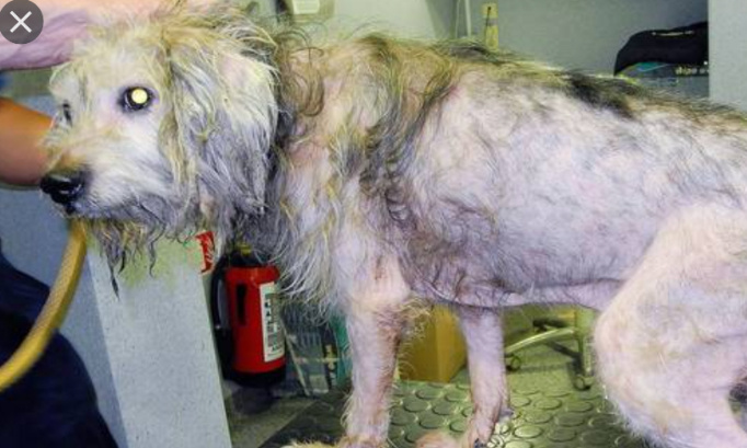 Pour une amélioration sensible du bien-être animal !