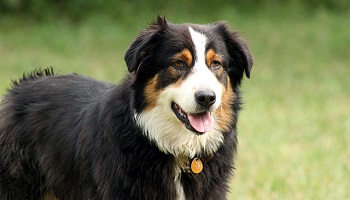 Stop aux déjections canines !