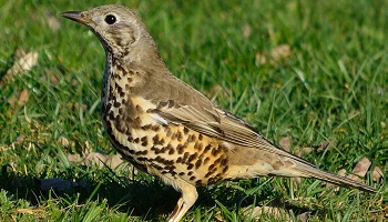Contre la loi interdisant la chasse à la grive !