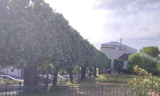 Non à l’abattage des arbres du terrain de pétanque d’Herblay sur Seine