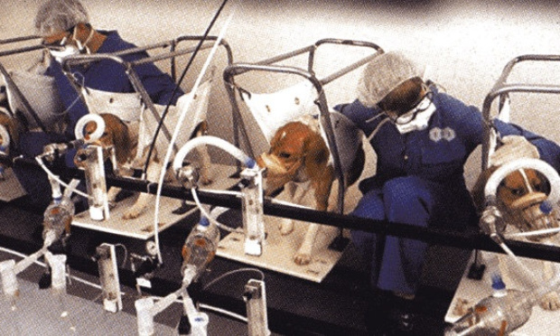 Présence d'un logo certifiant que le produit est élaboré (au moins dans une de ces étapes de la fabrication) grâce à l'expérimentation animale.