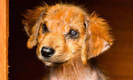 Pour une convention pour l'accès à la stérilisation d'animaux errants sur l'île de la Réunion