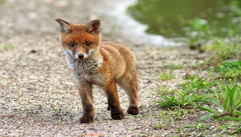 Non au projet de destruction des renards