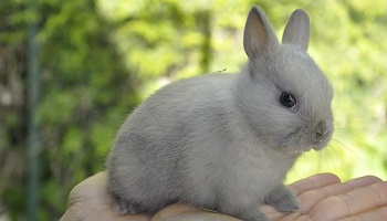 Non aux ventes mensongères de lapins dits extra nains !