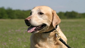 Pour la création de parcs à chiens dans chaque commune du Canton de Gex (Gex, Divonne-les-Bains, Cessy, Vesancy, Grilly, Sauverny, Versonnex)