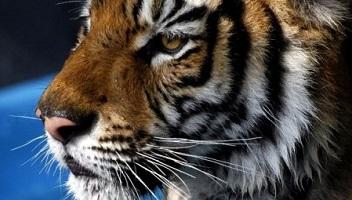 Sauvez les animaux de cirque au Mexique !