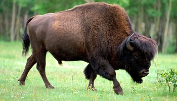 Le cirque Anthony Zavatta a laissé agoniser un bison !