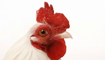 Pour l'arrêt des combats de coqs en France