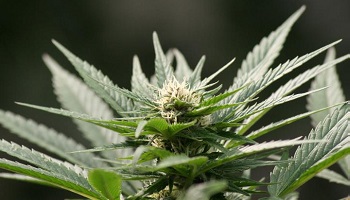 Légalisation du cannabis et création de locaux pour les consommateurs !