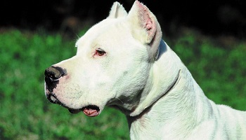 Montpellier, zone de non-droit