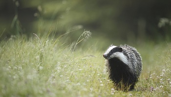 Déterrage de blaireaux : halte au massacre !