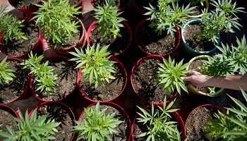 Pour le maintien de la pénalisation de toutes les drogues !