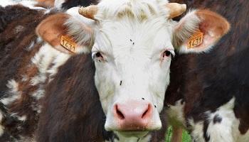 Fermons les abattoirs !