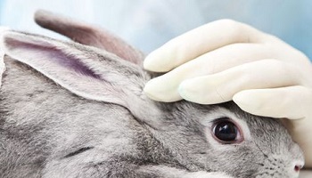 Non aux produits testés sur les animaux!