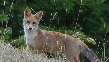 ASPAS : pétition pour demander la tenue d'une assemblée générale physique et démocratique en 2015
