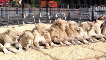 À bas les cirques !