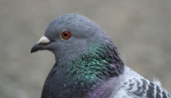 Stop au business du dépigeonnage, au gazage et aux stérilisations chirurgicales sans anesthésie des pigeons, STOP aux battues aux pigeons !