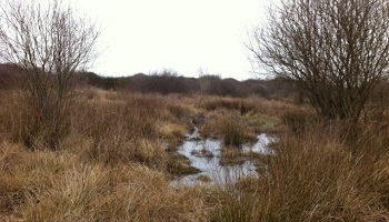 La Lande de Larçay, un site naturel menacé par des panneaux solaires (37)