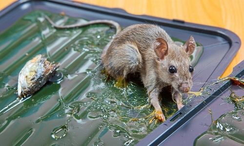 Stop à la cruauté inhumaine des pièges à colle !