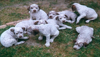 Abolir la consanguinité : non à l'extinction du chien de race
