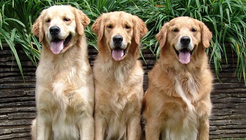 Condamnez la personne qui a attaché son chien et roulé avec en le laissant traîner !