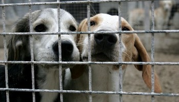 Pour un refuge animalier dans la région de Mortain !