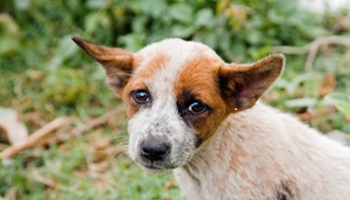 Faites cesser le massacre des chiens à Bali