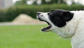 La mairie de Lyon doit agir concernant les nuisances causées par les SDF place Ampère