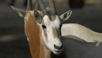 Stop aux massacres des animaux en bonne santé dans les zoos et parcs animaliers !