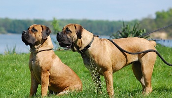 Pour le retour du Boerboel dans le LOF !