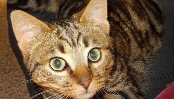 Justice pour notre chat Nawak !