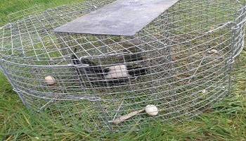 Disparitions de deux chats protégés