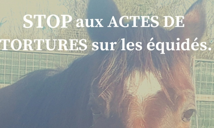 Lettre ouverte au gouvernement afin d'obtenir des réponses et enfin penser au bien-être animal