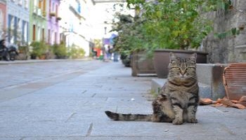 Mise en fourrière des chats de Cotignac